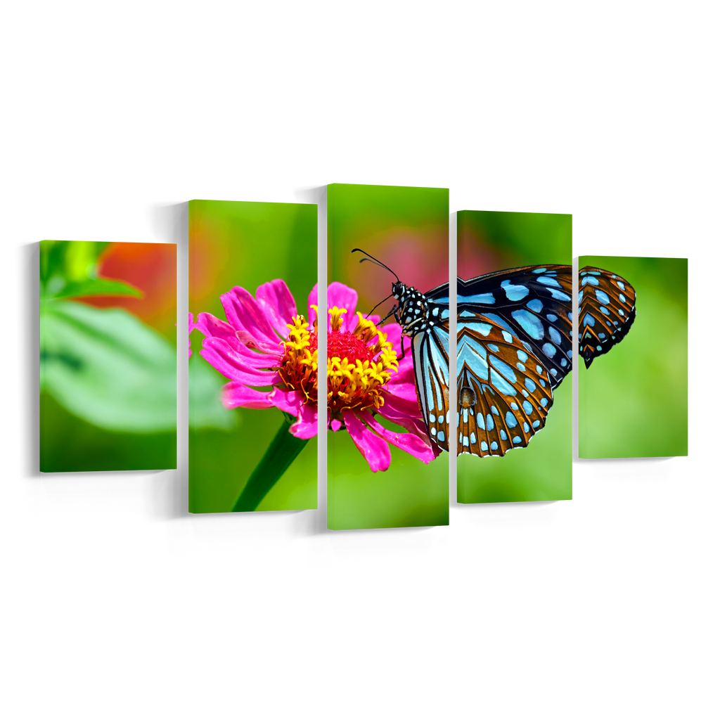 BUTTERFLY, Set 5 piese