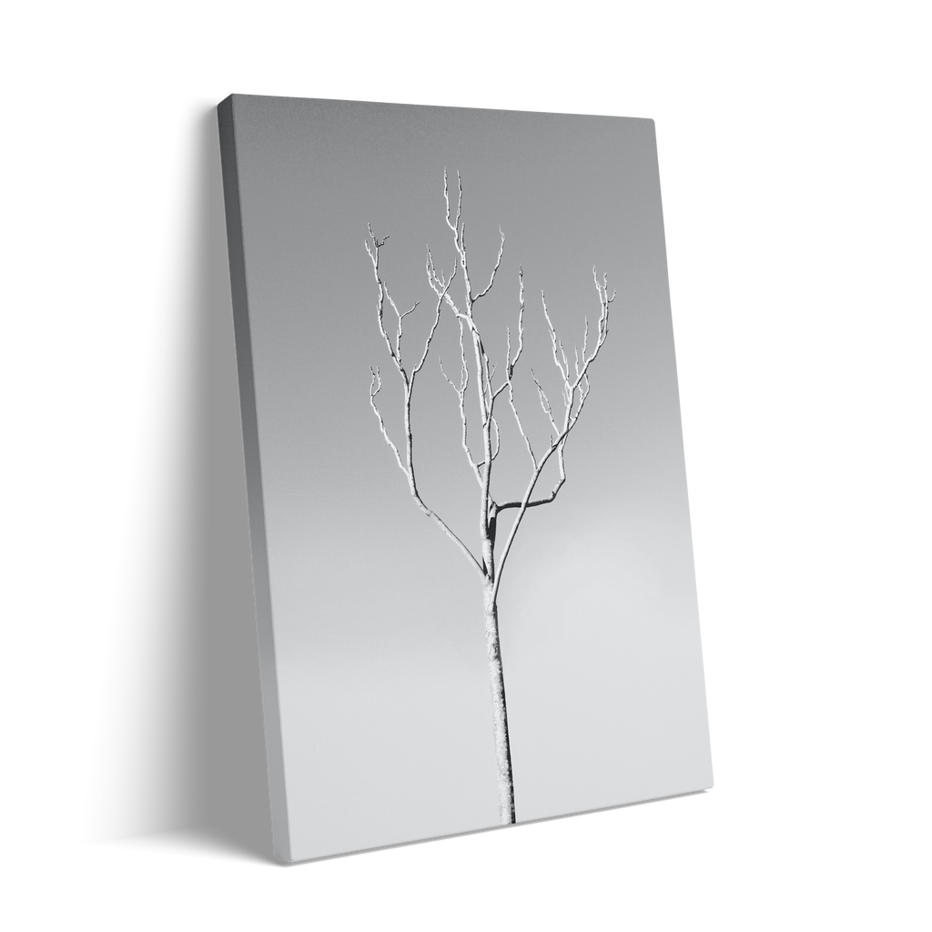 WHITE TREE