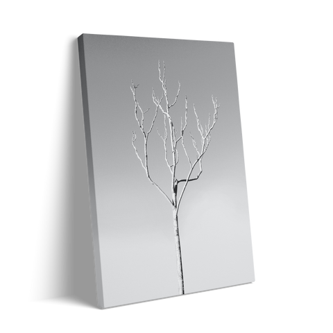 WHITE TREE