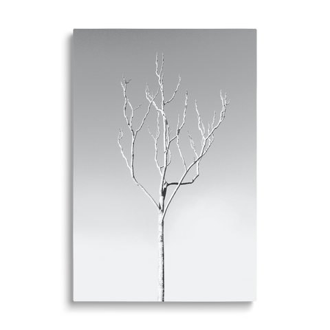 WHITE TREE