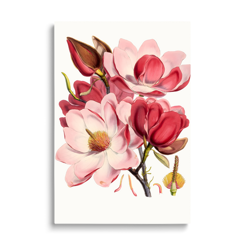 PINK FLOWERS