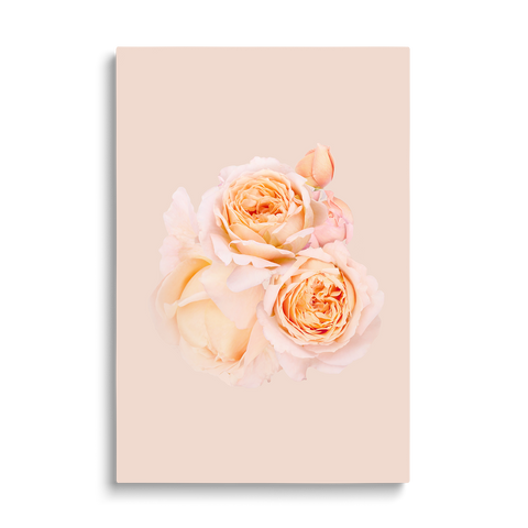 2 ROSES
