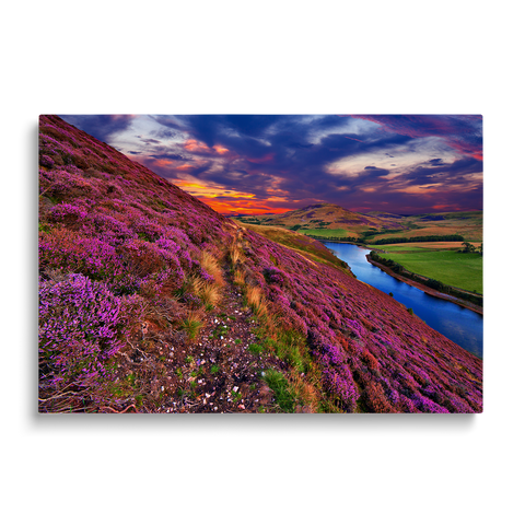 LAVENDER 5