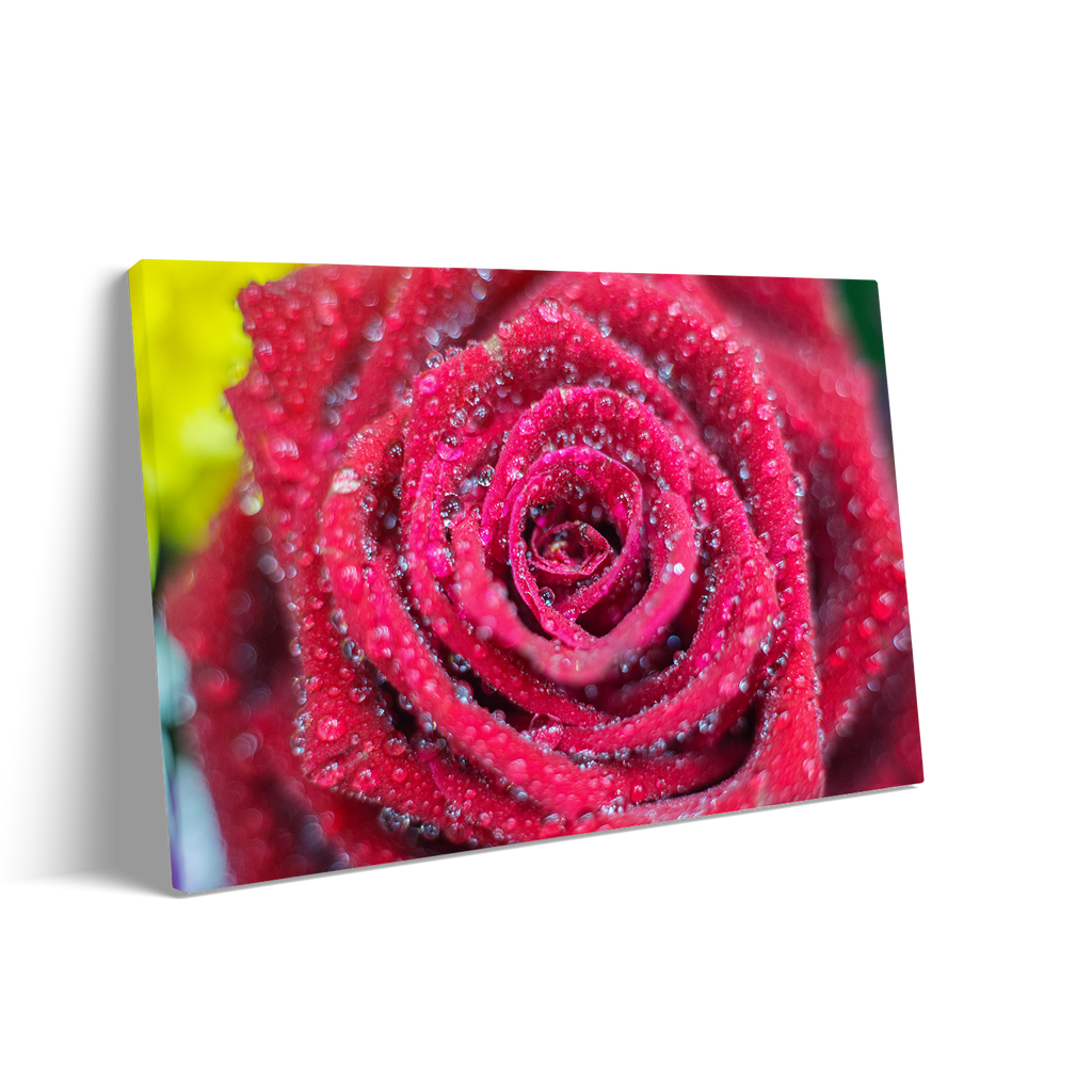 RED ROSE